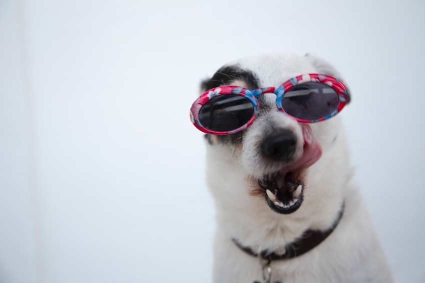 A importância da higiene bucal nos animais